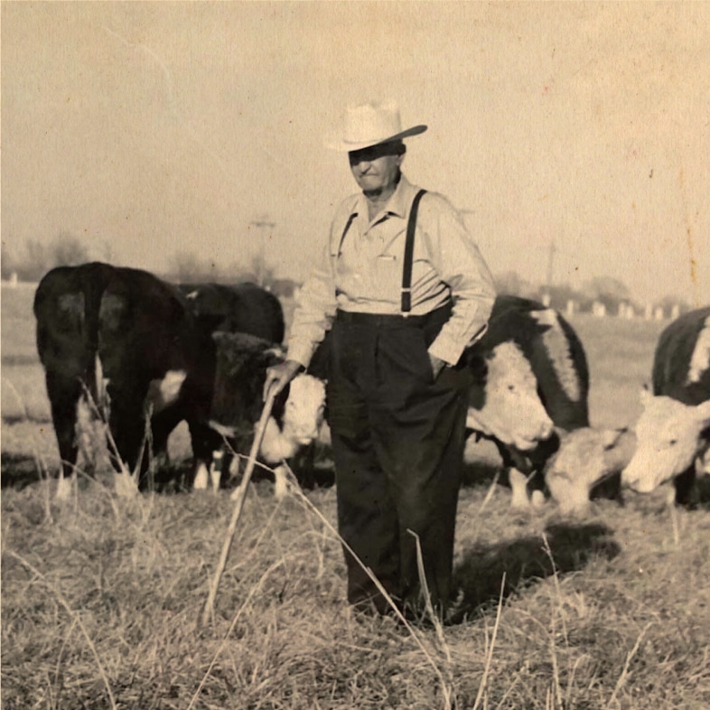 Farmer in front of cattle
